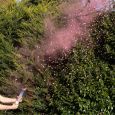 Gender Reveal kanon met poeder en confetti roze Ginger Ray